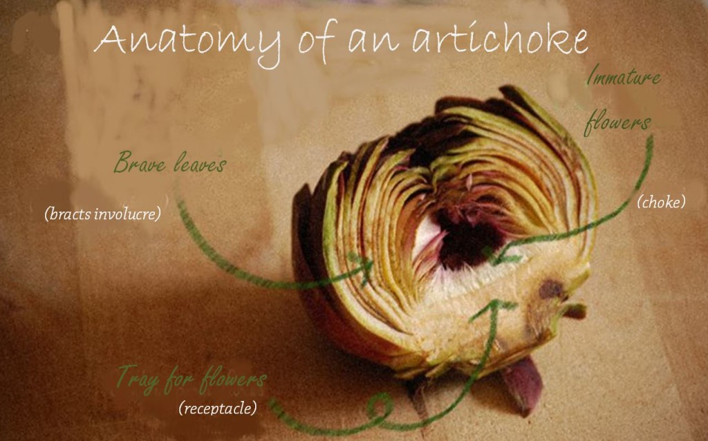 Anatomy of an artichoke